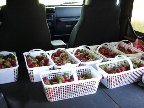 strawberry-picking
