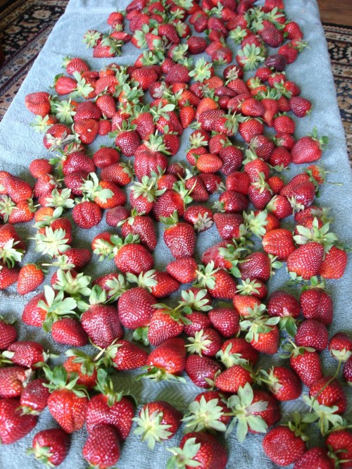 strawberry-yield-3