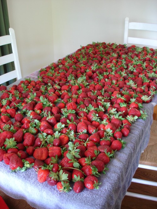 strawberry-yield