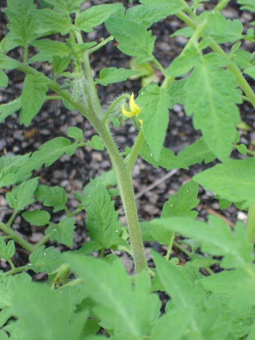 tomato-flower
